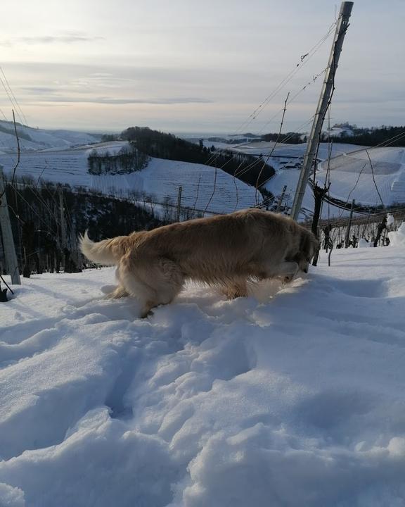 Gasthof Zur Winzerstube