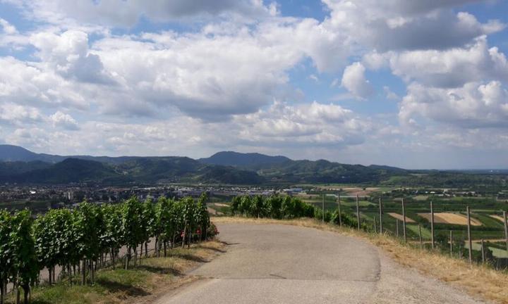 Julius Renner Weingut & Weinkellerei